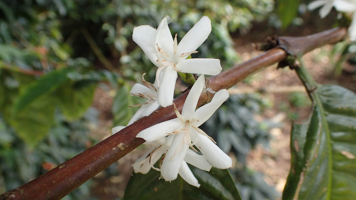 Kaffeeblüte in San Agustin