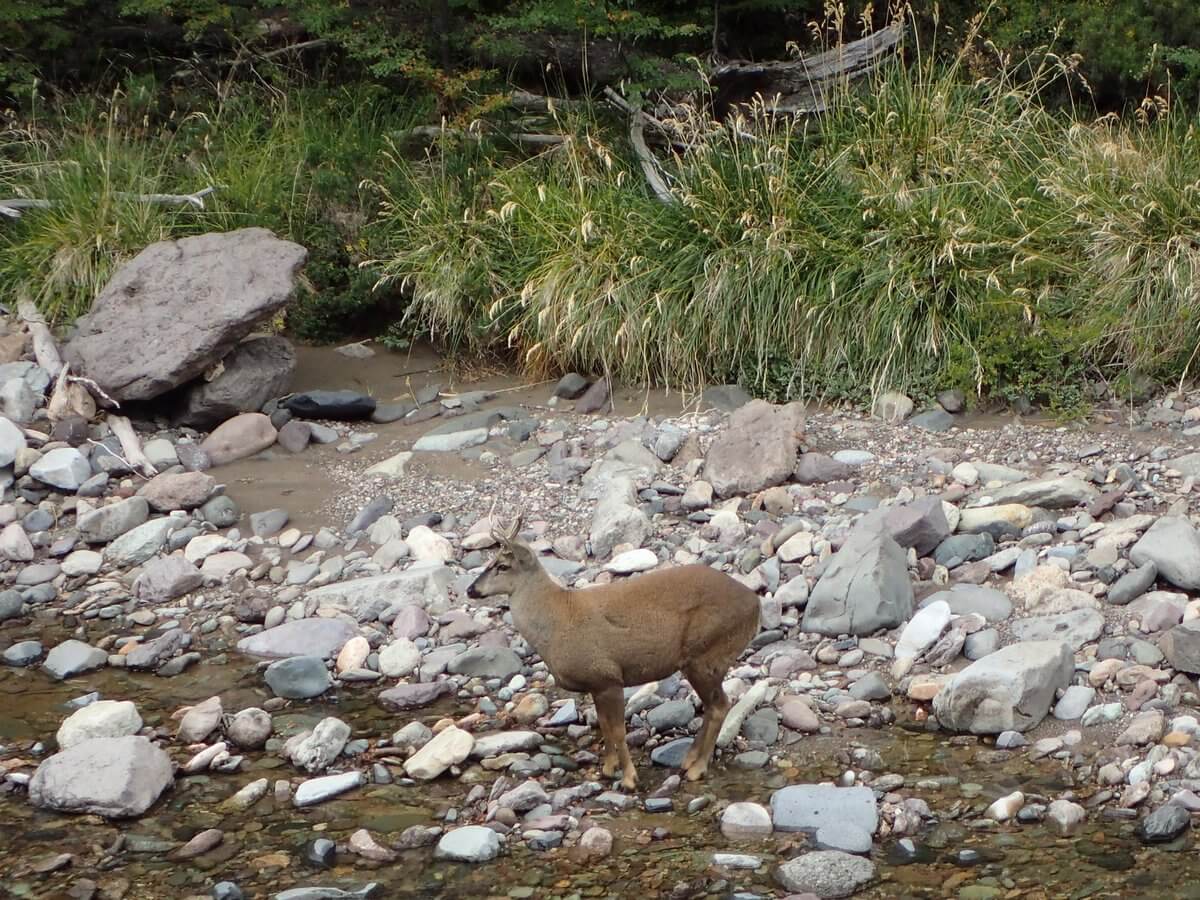 Huemul