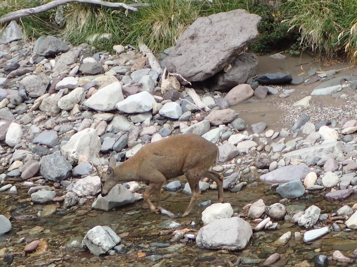 Huemul