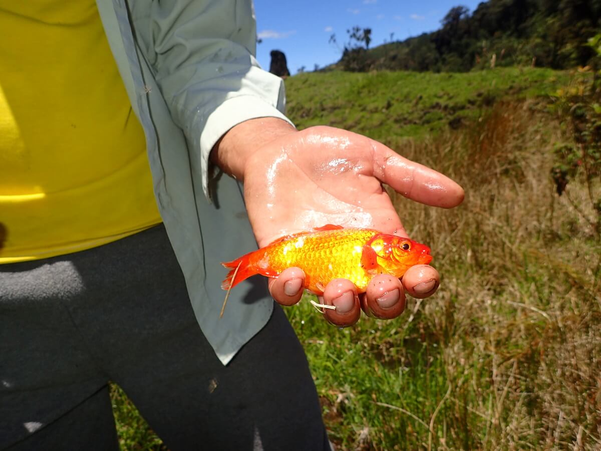 Goldfische in Rojelios Teich