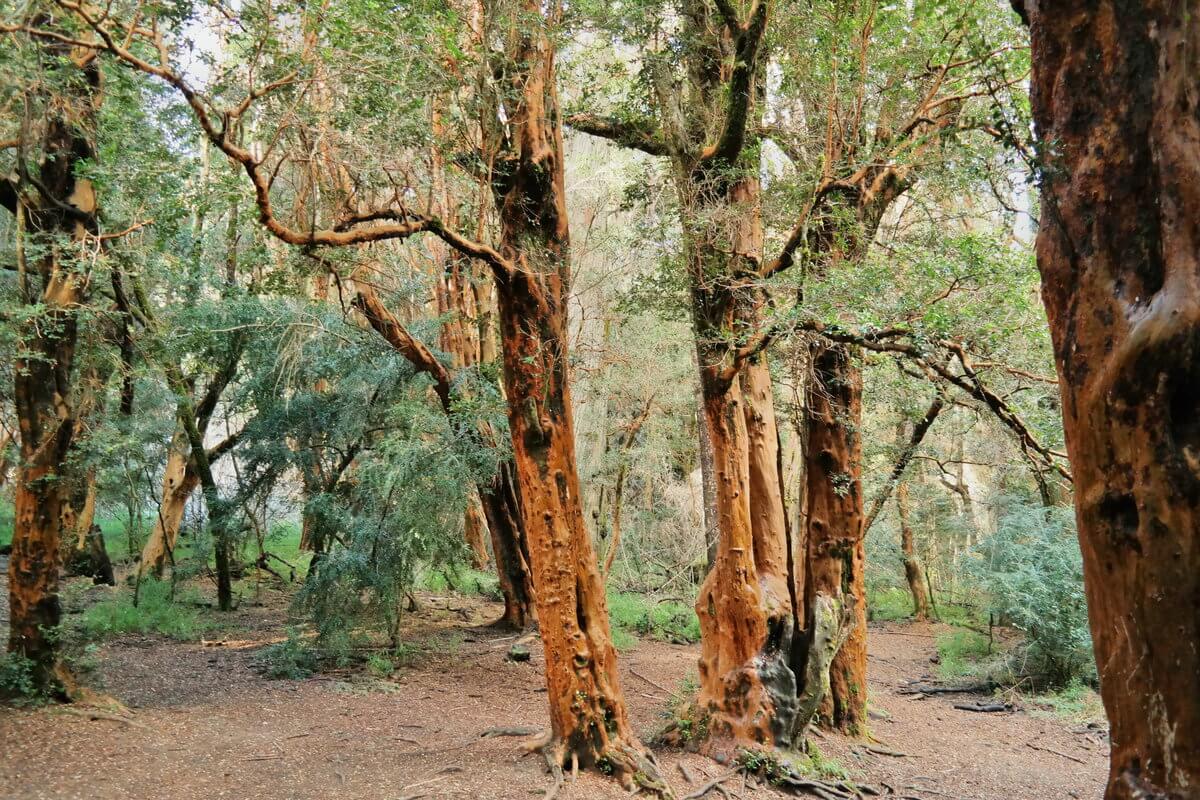 Nationalpark LLaoLlao