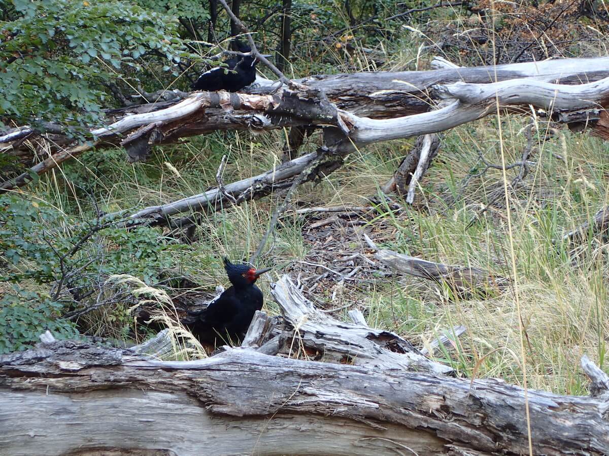 Woodpecker