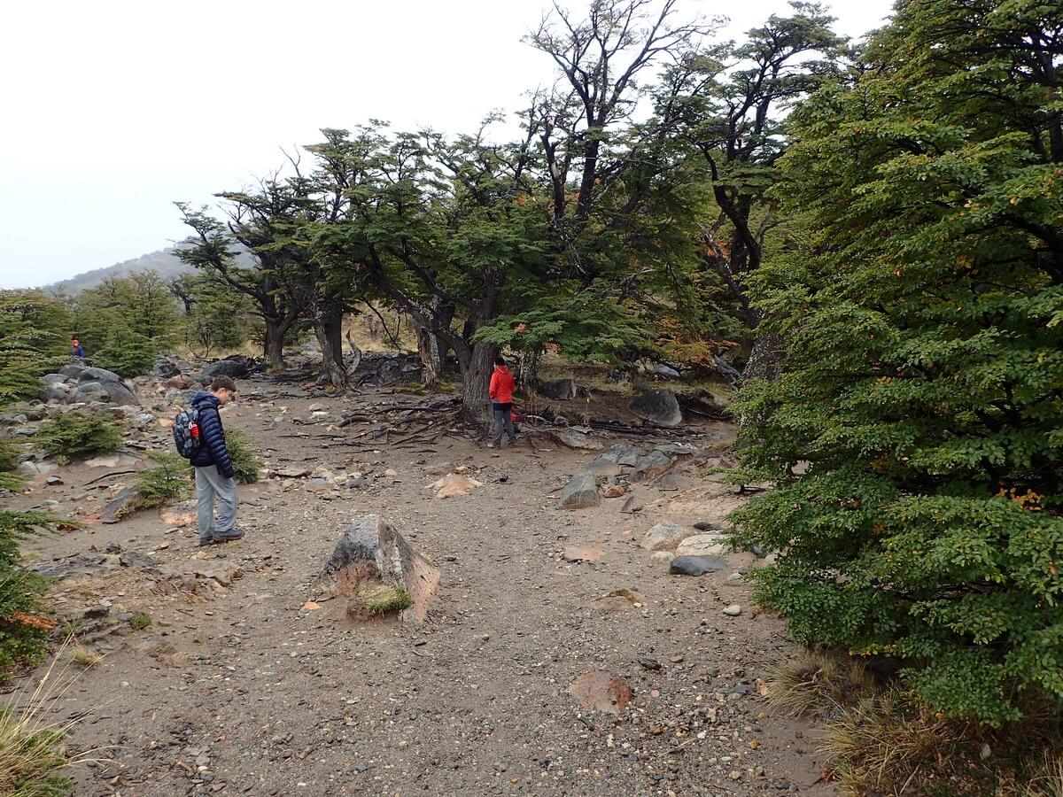 Laguna Torre walk