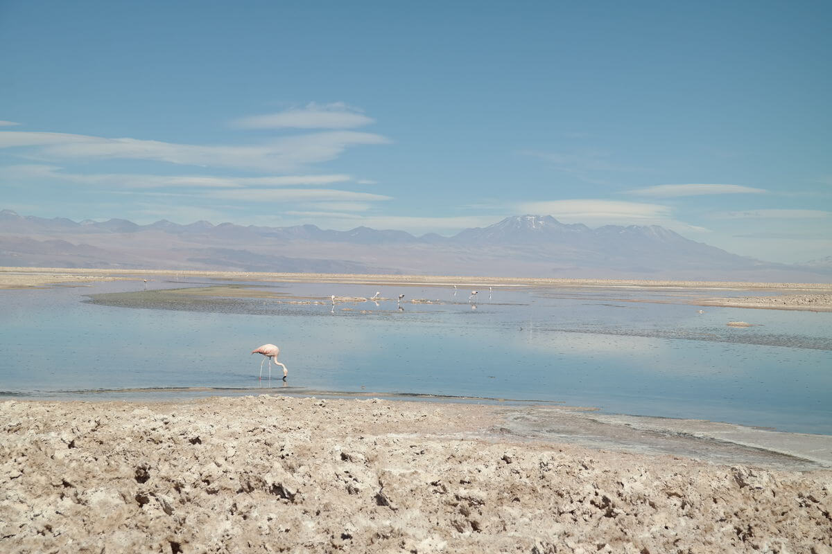 Laguna Chaxa