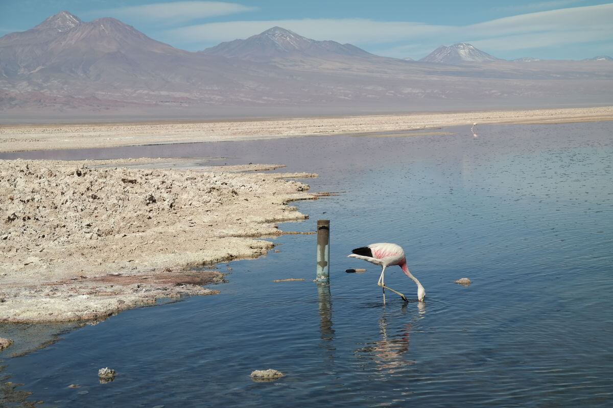 Laguna Chaxa