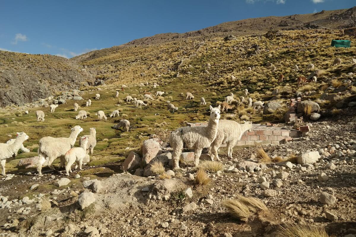 Nach Colca Canyon