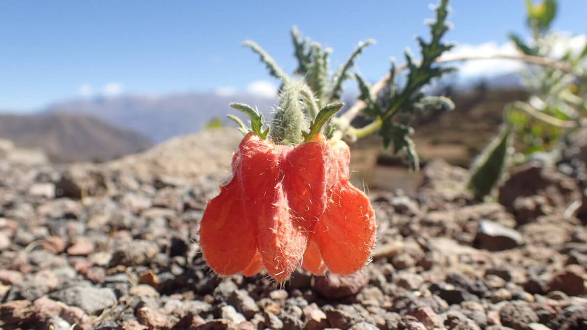 Colca Canyon first day treck