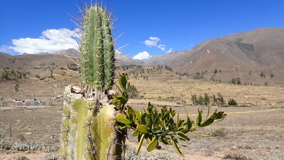 Colca Canyon first day treck