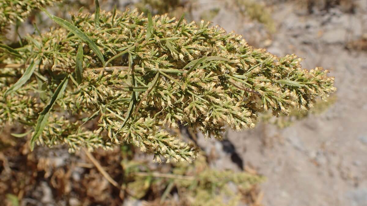 Colca Canyon first day treck