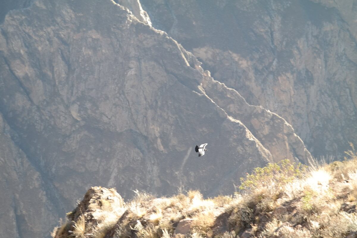 Colca Canyon Mirador Condores