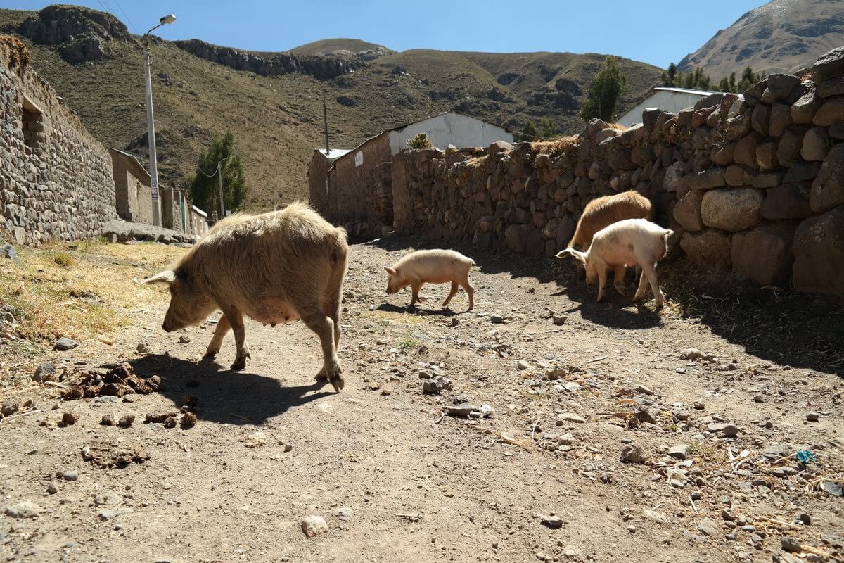 Colca Canyon - Dörfliche Idylle