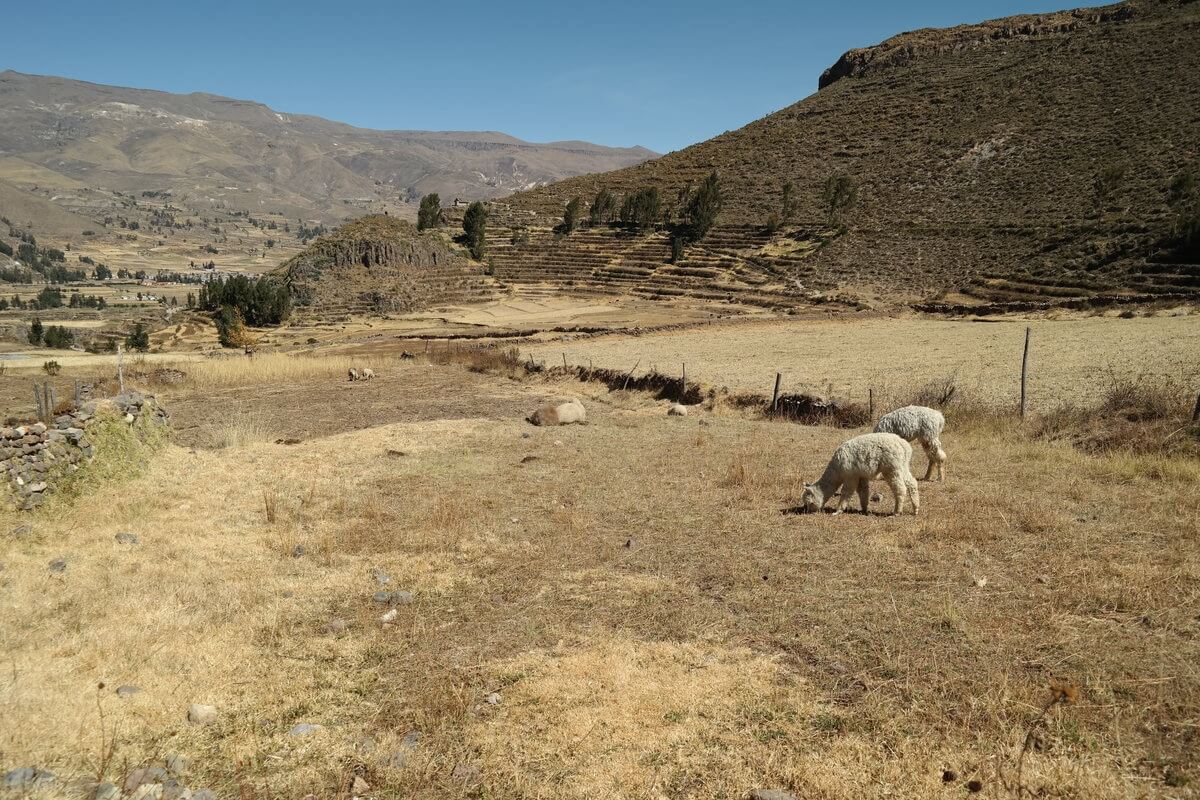 Colca Canyon - Dörfliche Idylle