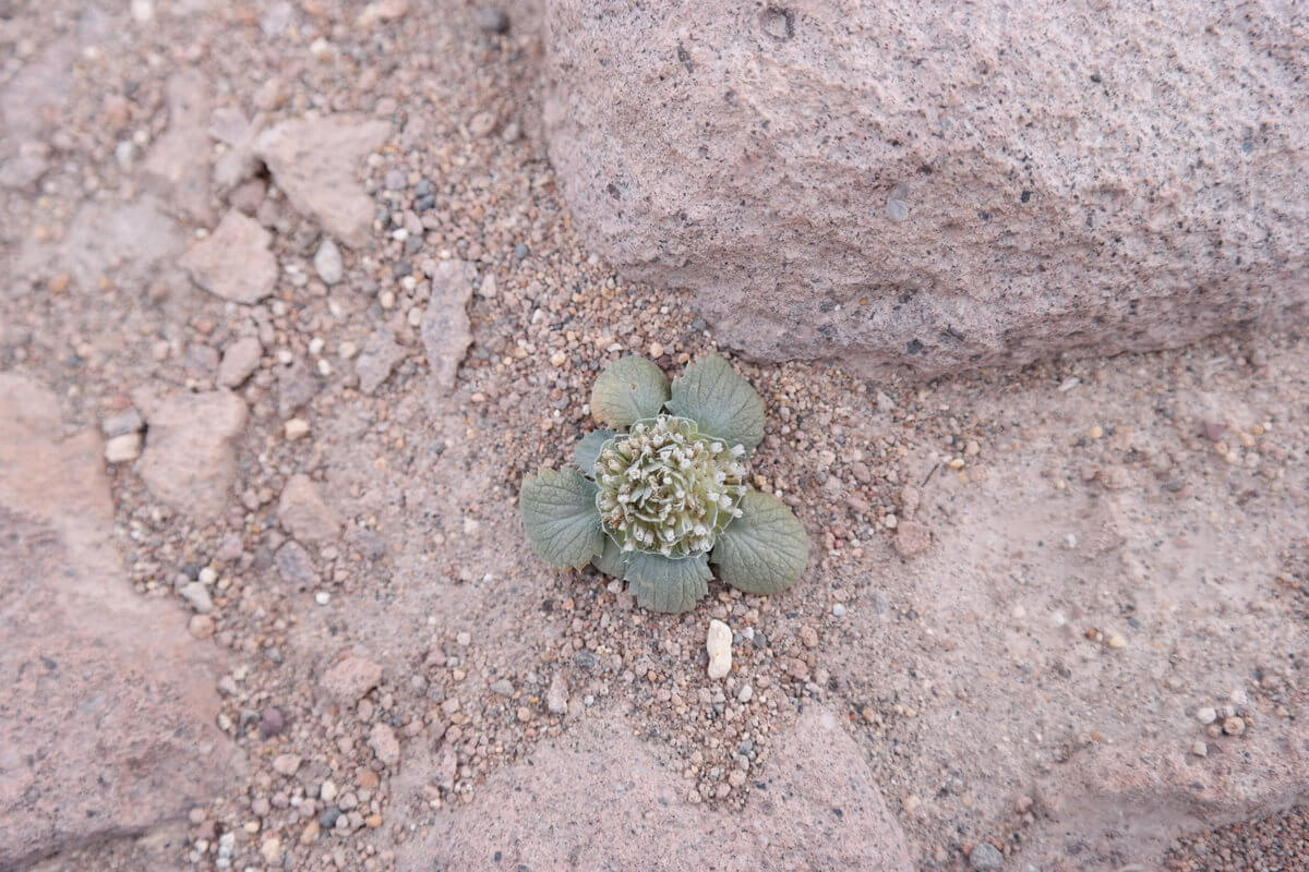 At Laguna Colorada