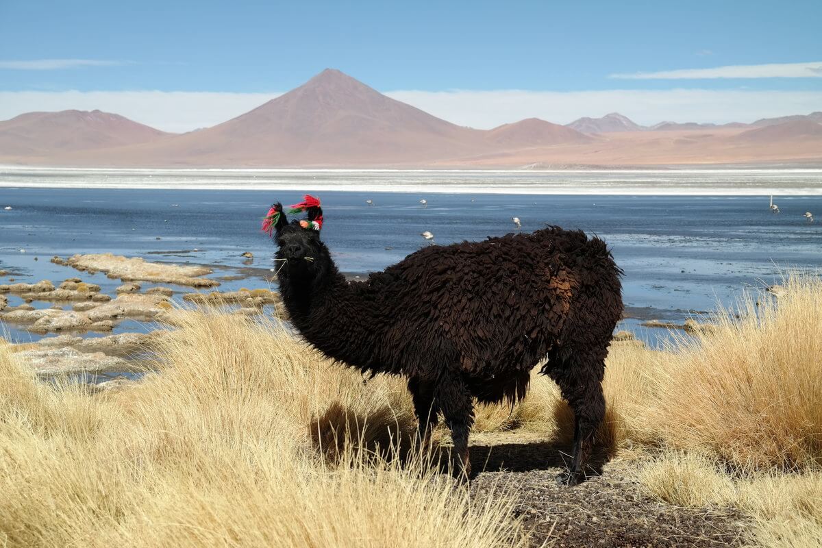 At Laguna Colorada