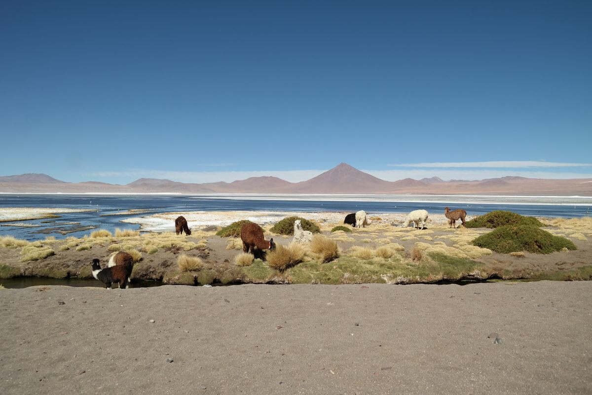 At Laguna Colorada