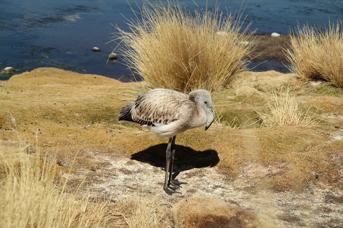 At Laguna Colorada