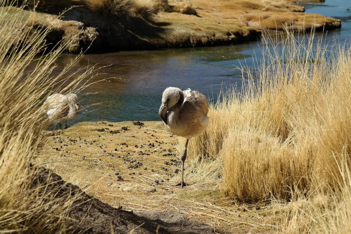 At Laguna Colorada