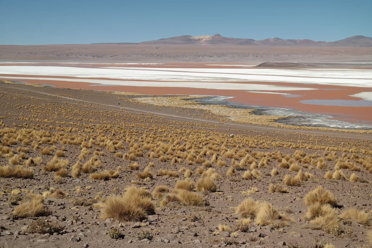 At Laguna Colorada