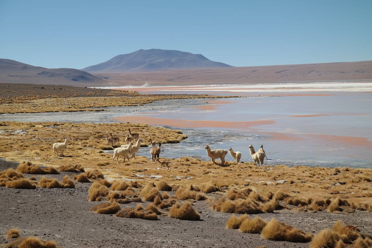 At Laguna Colorada