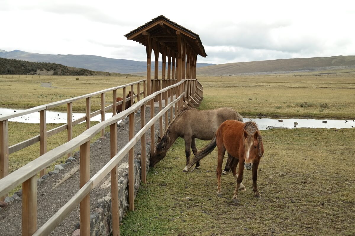 Cotopaxi Nationalpark