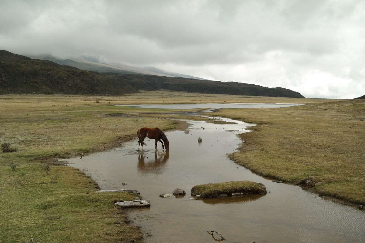 Cotopaxi Nationalpark