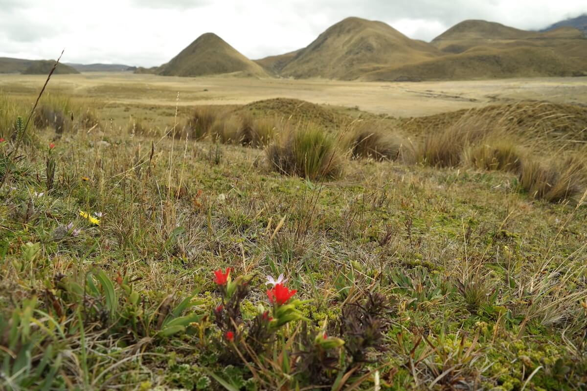 Cotopaxi Nationalpark