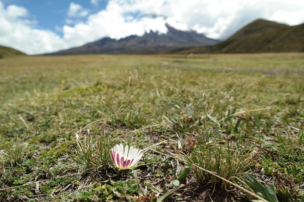 Cotopaxi