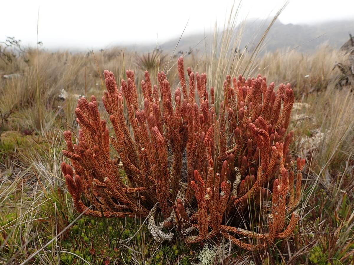 Cayas Nationalpark