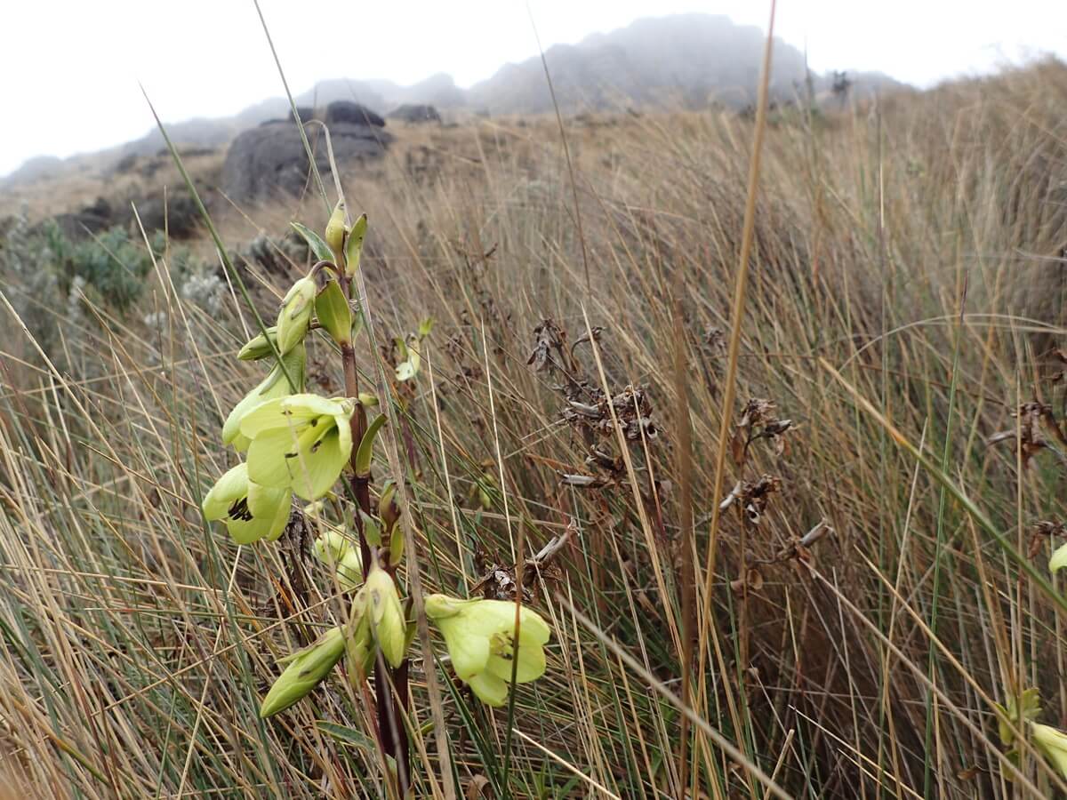 Cayas Nationalpark