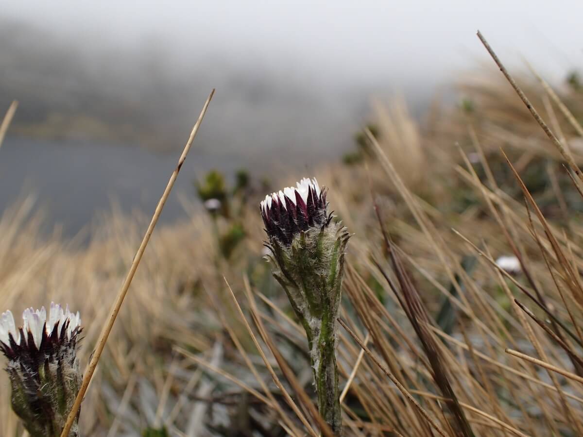 Cayas Nationalpark