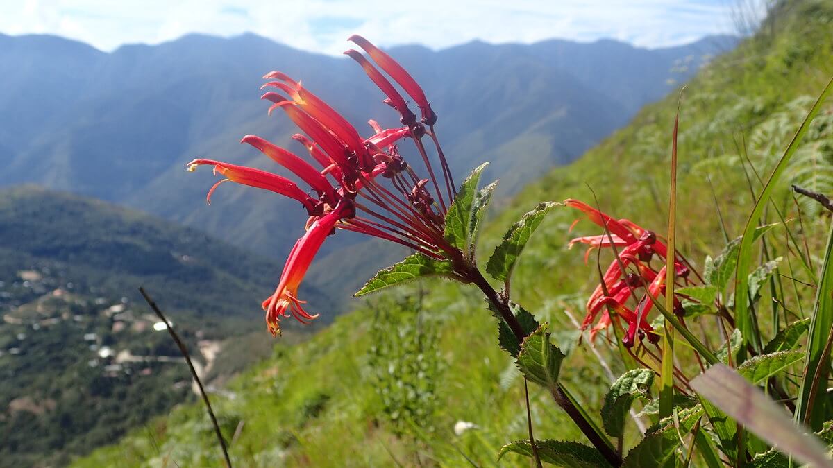 Cerro Ichumachi Coroico