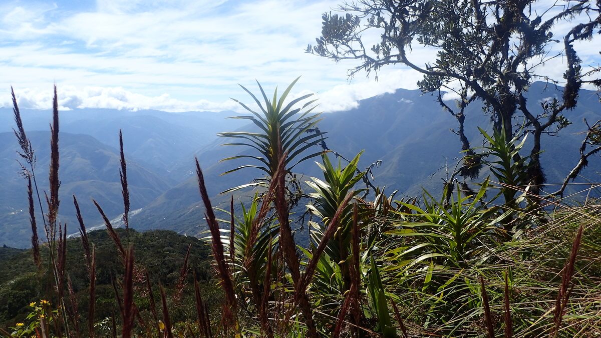 Cerro Uchumanchi Coroico