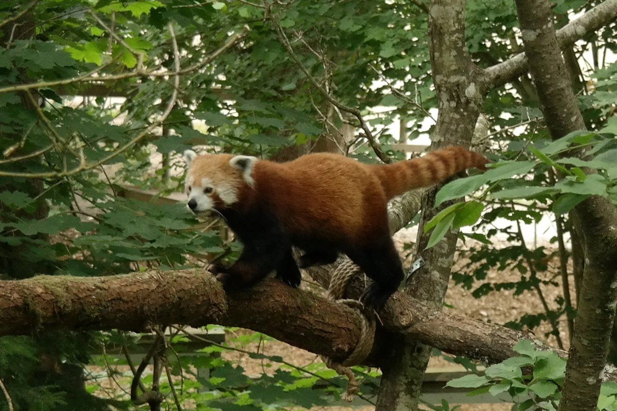 07-Red-Panda