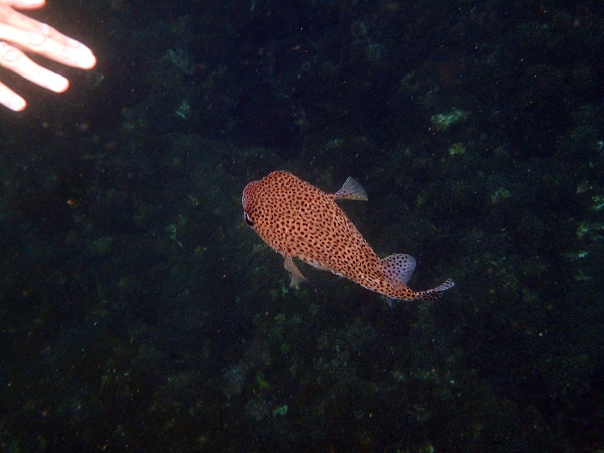 Puerto Lopez