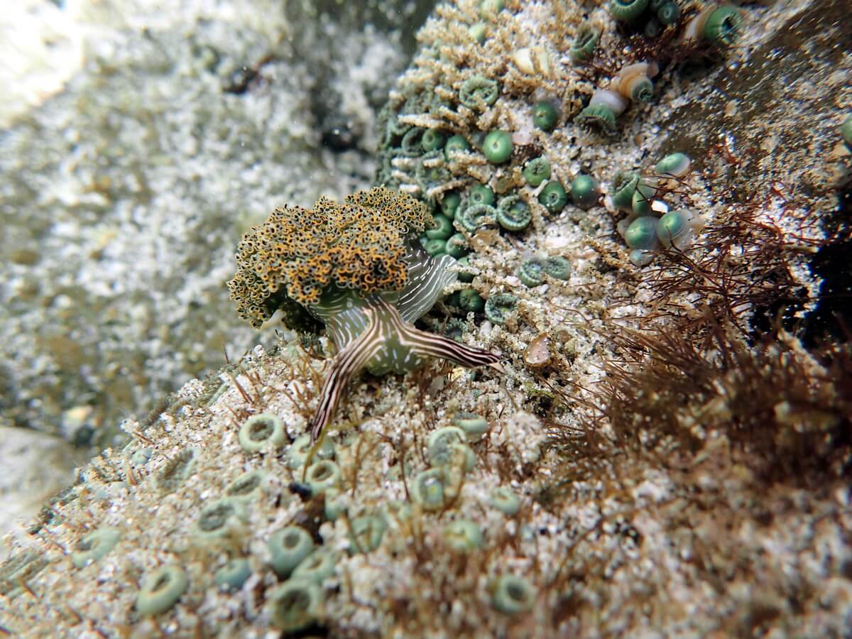 Machallila Nationalpark Frailes Beach