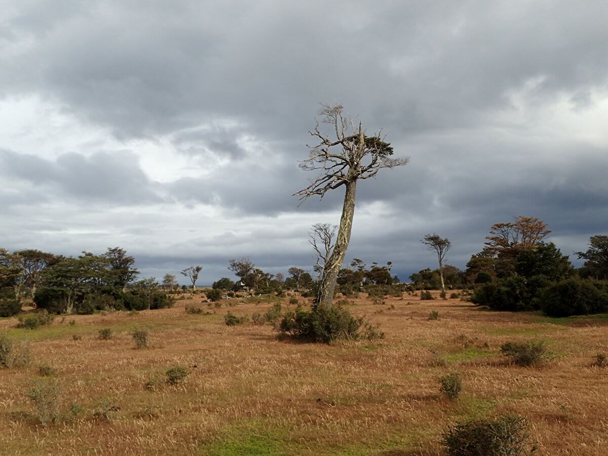 Lonely tree near San Juan