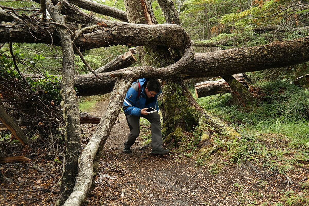 Fallen trees on riverside walk