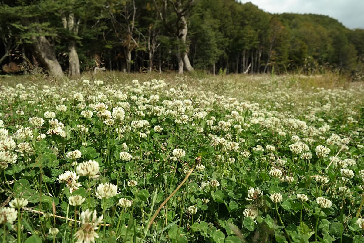 Flowering meadow