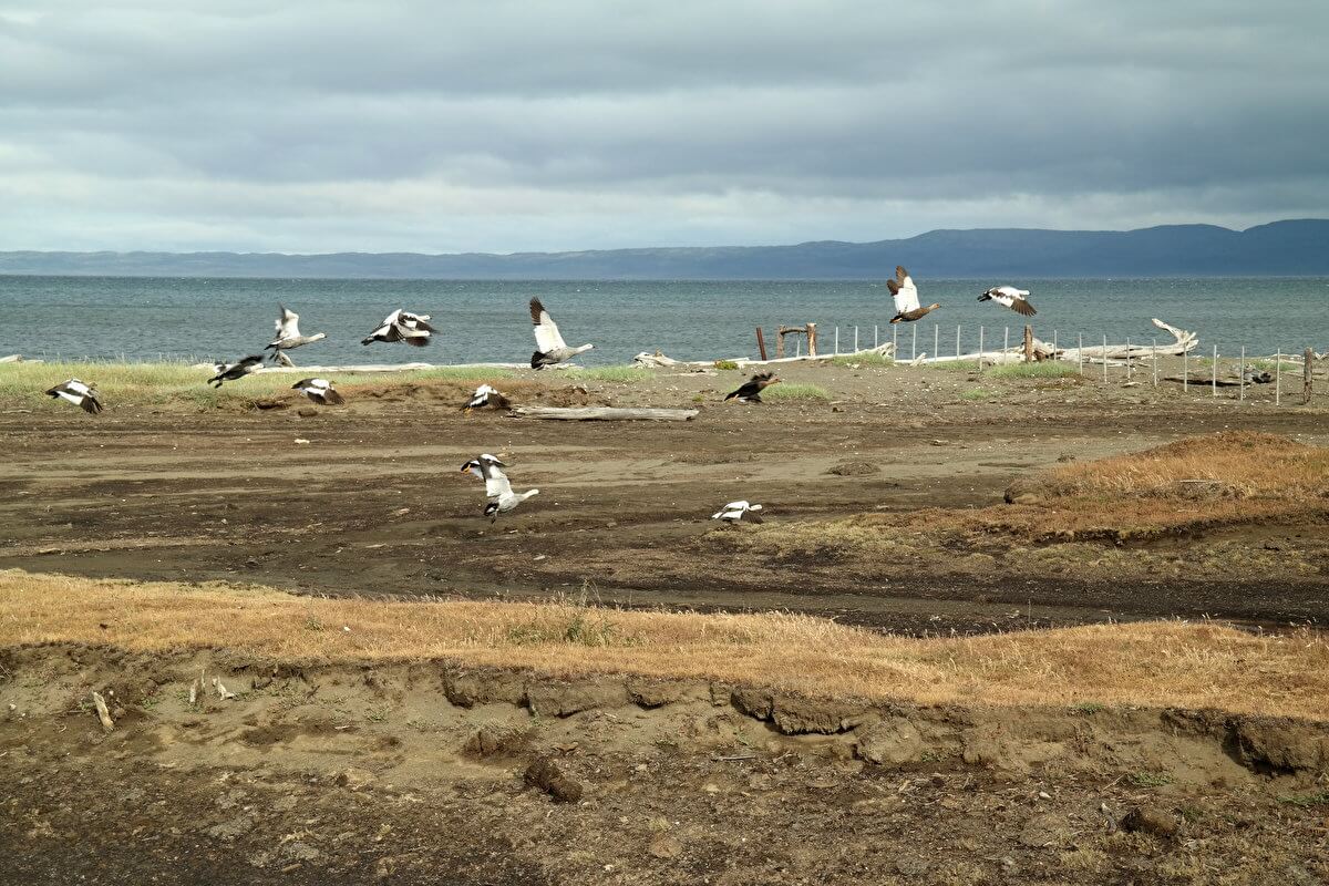 Geese at the beach