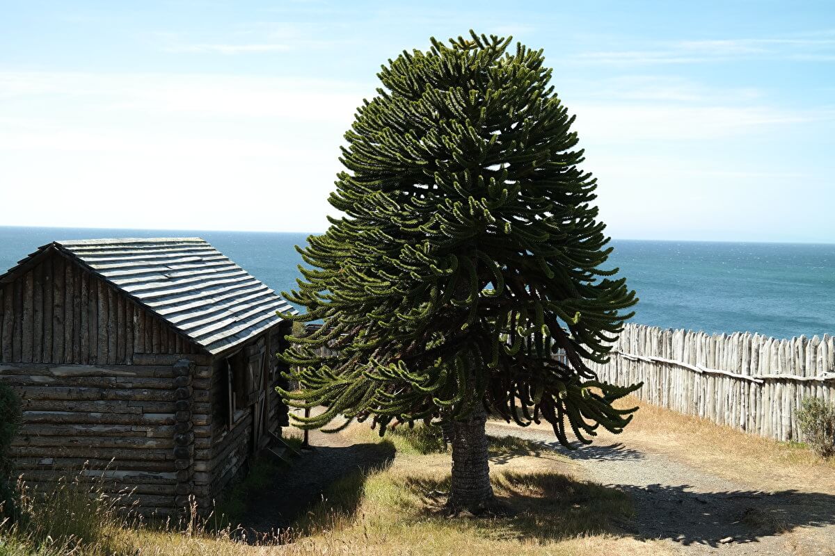 Fuerte Bulnes uncommon straight tree