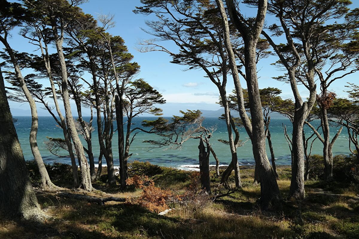 Coastal walk at Fuerte Bulnes with typical trees