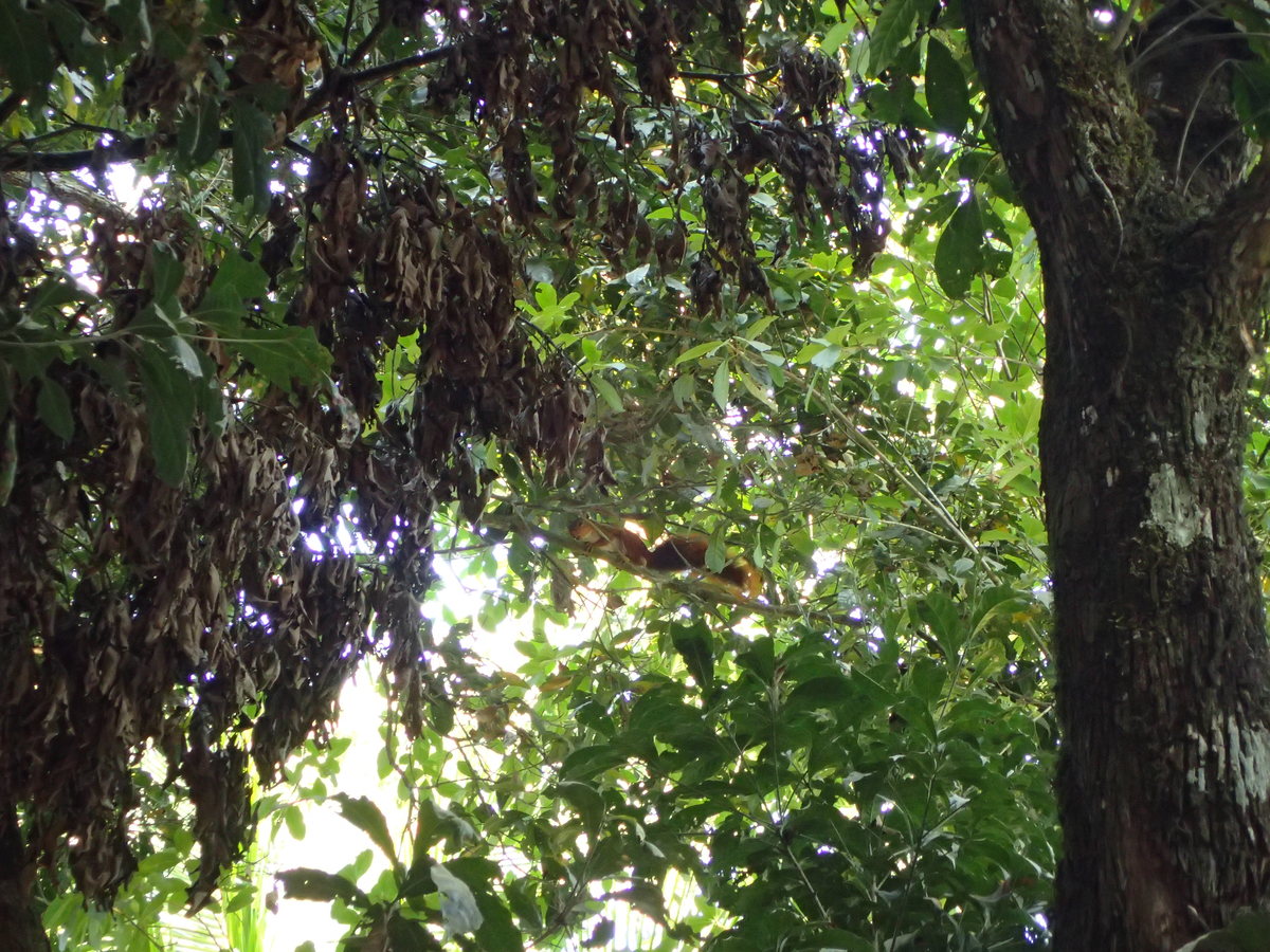 Dschungel Tour - Eichhörnchen