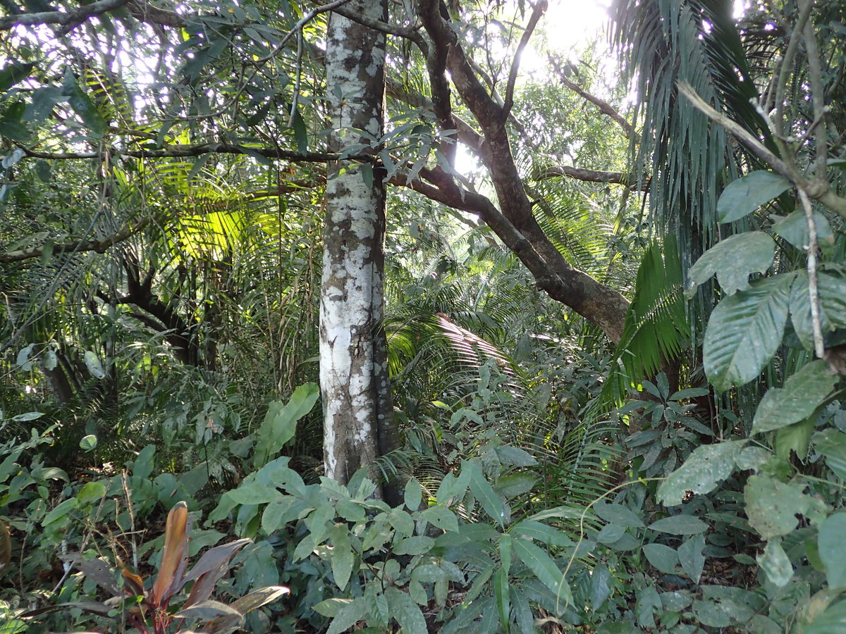 Dschungel Tour