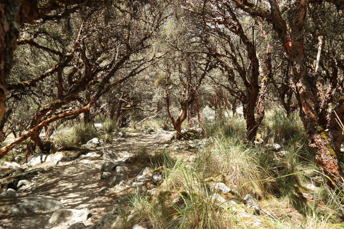 Nationalpark Huascaran - Hike to Laguna