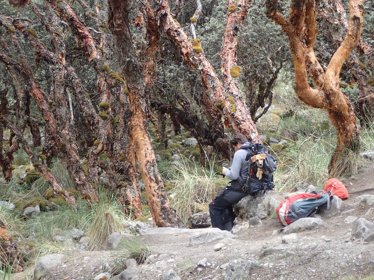 Nationalpark Huascaran - Hike to Laguna