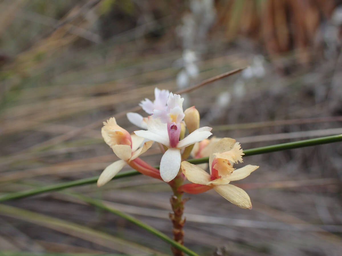 Orchideen am Wegesrand