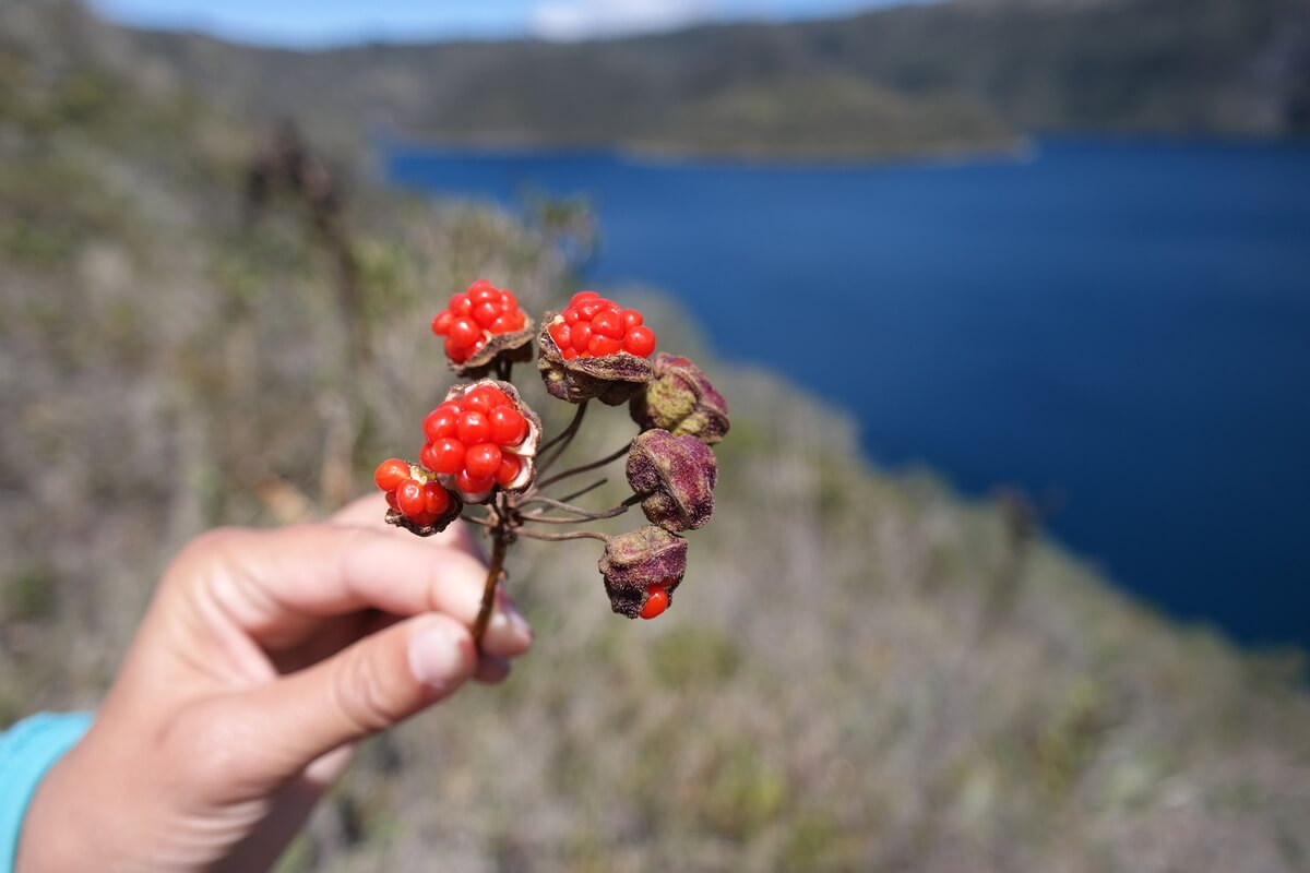 Laguna Quicocha