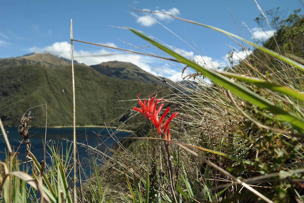 Laguna Quicocha