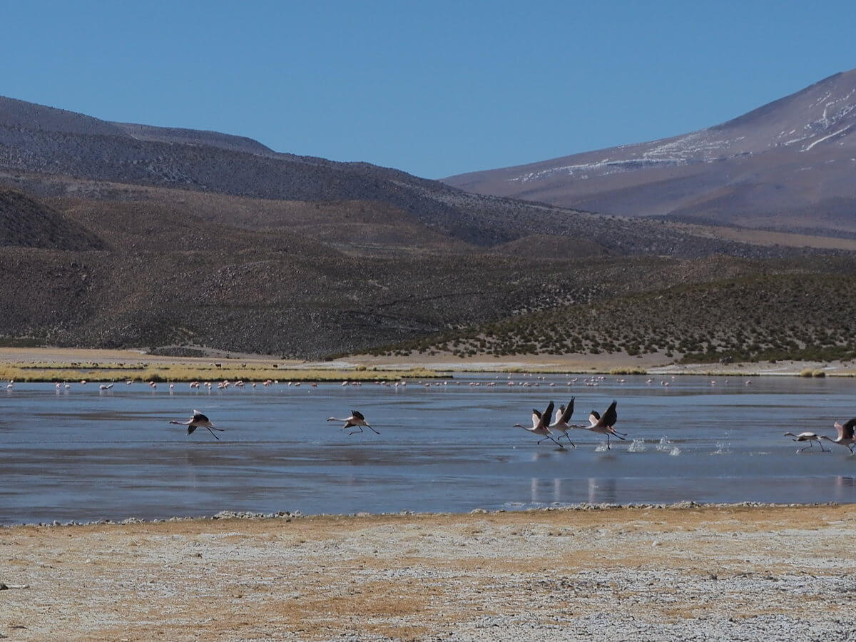 Flamings at Isluga National Park