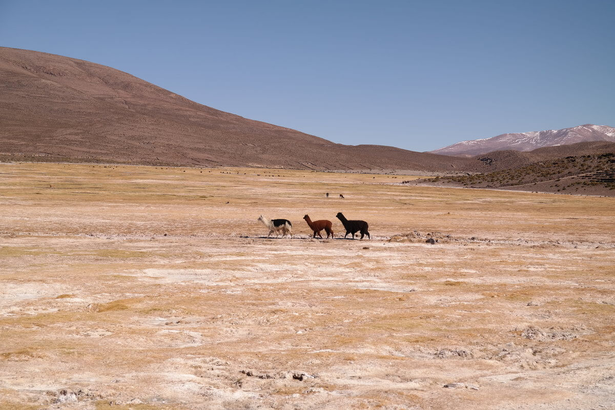 Lamas at Isluga National Park